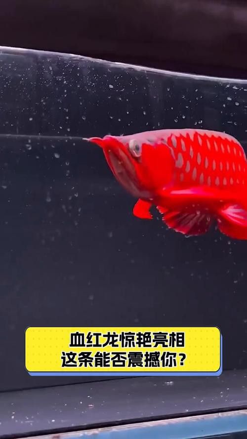 紅龍魚品種分類大全圖解