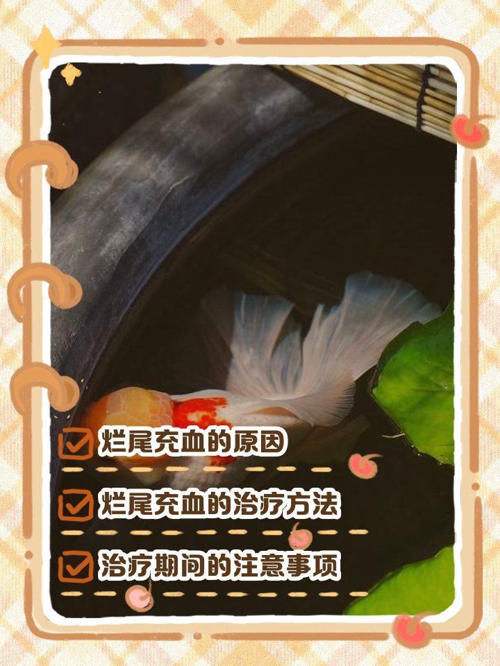 金魚尾巴充血爛尾是怎么回事
