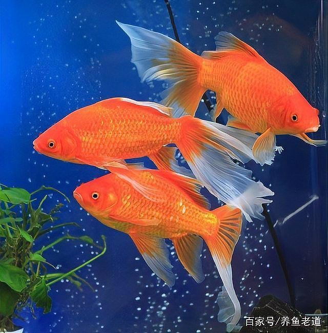 金魚尾巴充血爛尾是怎么回事
