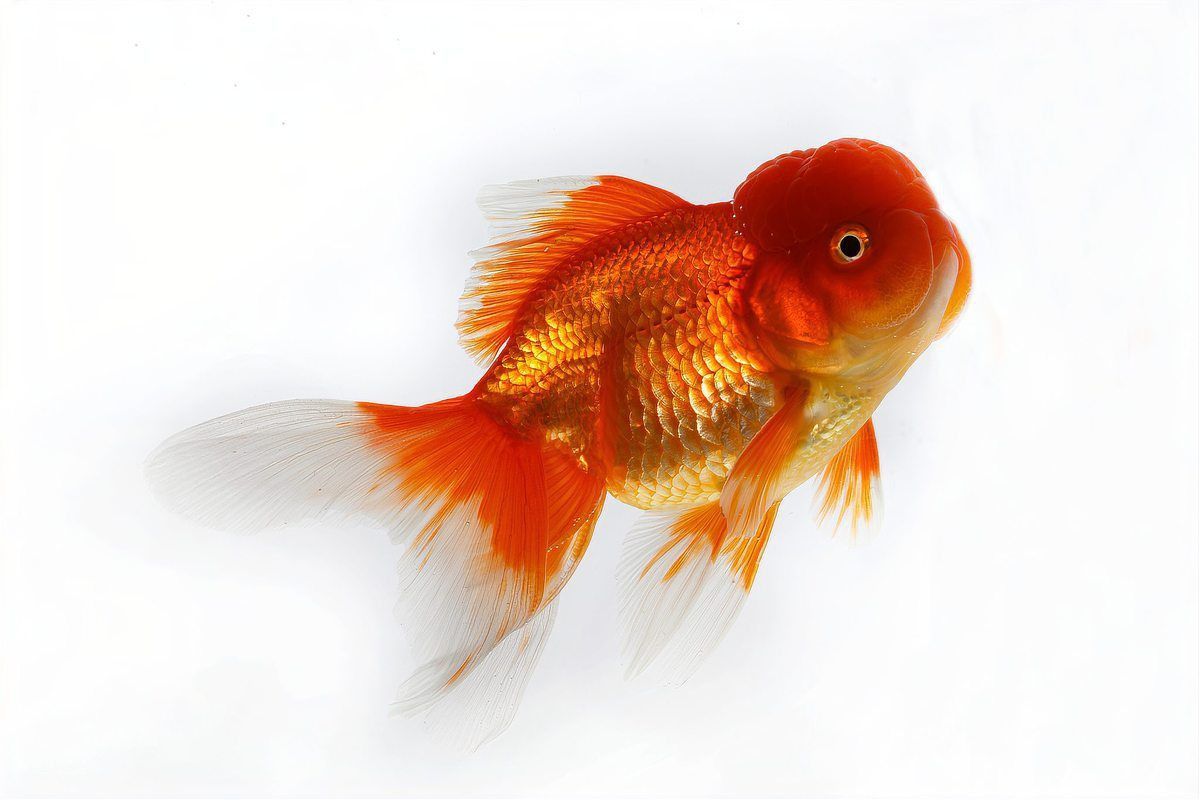 金魚尾巴充血爛尾是怎么回事