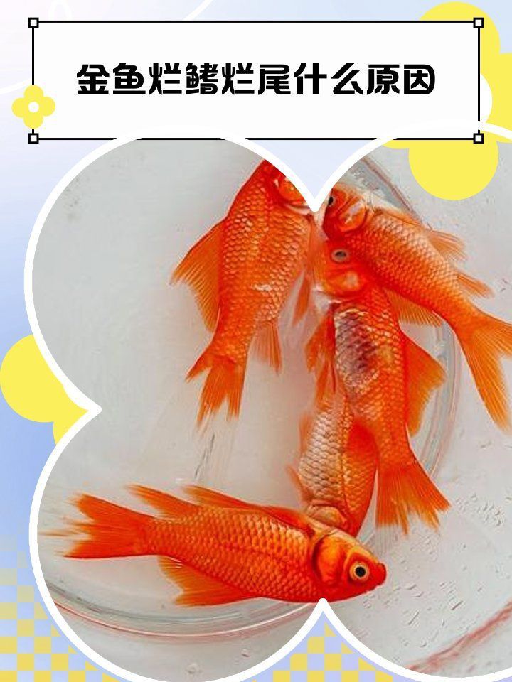 金魚尾巴充血爛尾是怎么回事