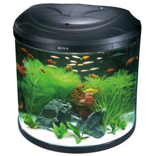 紅龍魚掉眼要怎么預(yù)防呢圖片（紅龍魚掉眼要怎么預(yù)防呢圖片大全）