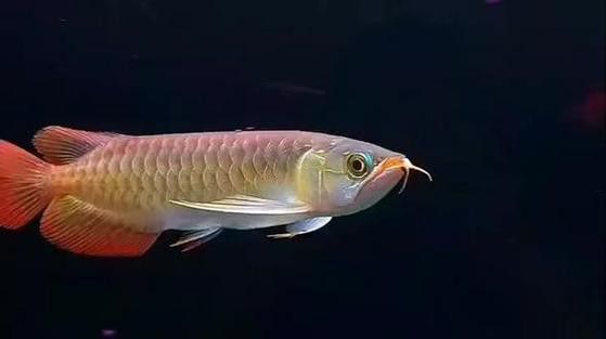 給我一些紅龍魚(yú)最帥的照片示例