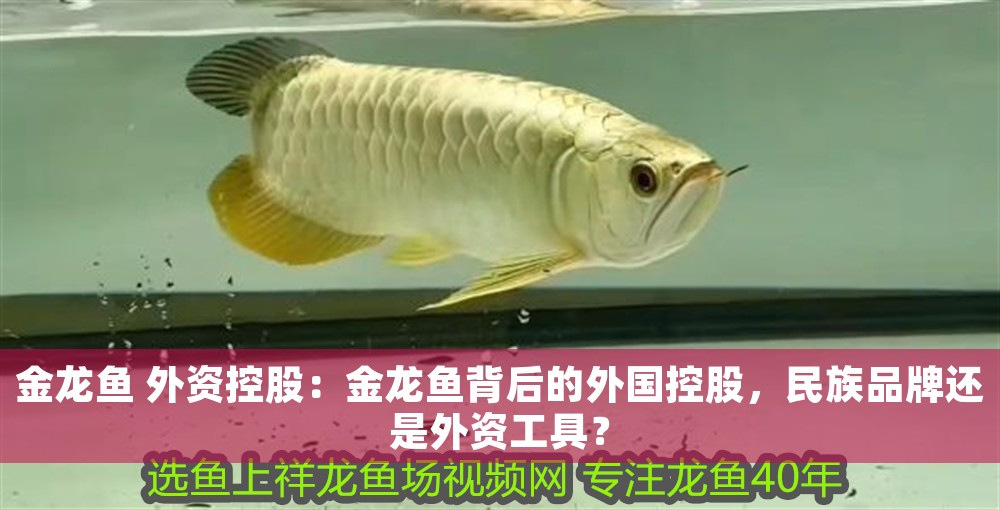 金龍魚 外資控股：金龍魚背后的外國控股，民族品牌還是外資工具？