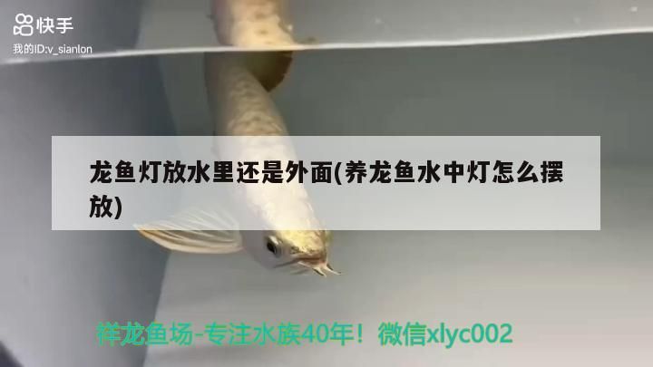 龍魚燈放水里還是外面(養(yǎng)龍魚水中燈怎么擺放)