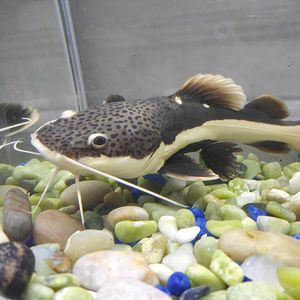 龍魚配魚底層魚（適合與龍魚混養的底層魚）