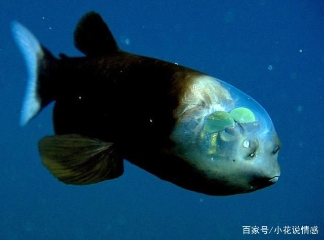 哦龍魚里哪個品種最珍貴（金龍魚和紅龍魚是什么關(guān)系？）