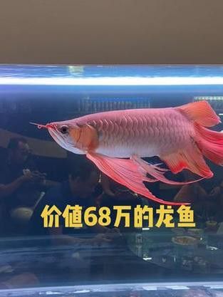 印尼龍魚真實價格表圖片