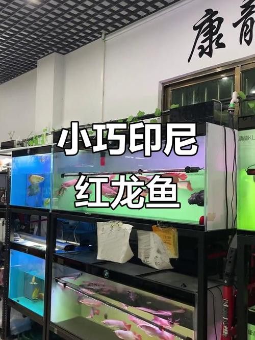 印尼龍魚真實價格表圖片