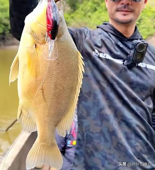 印尼龍魚真實價格表圖片