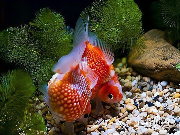 金龍魚立鱗了最怕三個東西