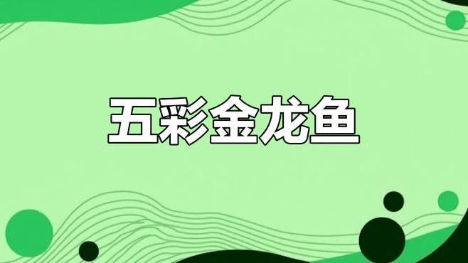 紅龍魚圖片大全大圖 手機壁紙高清可愛 紅龍魚圖片大全大圖 手機壁紙高清可愛 龍魚百科 第26張