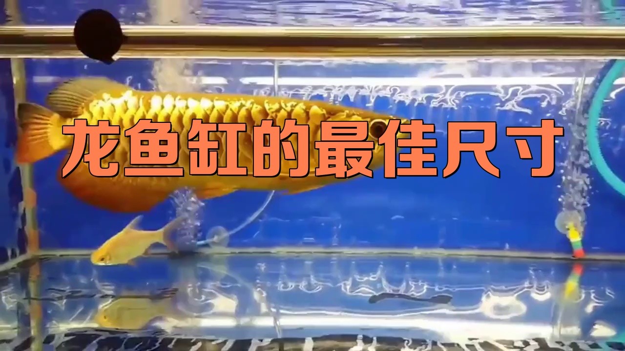 過背金龍魚需要多大的魚缸？