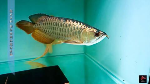 龍魚養多久，如何判斷龍魚的養殖周期
