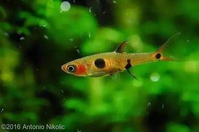 龍魚養多久，如何判斷龍魚的養殖周期