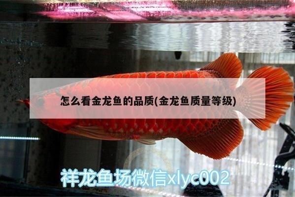 如何判斷金龍魚級別（如何判斷金龍魚的級別）