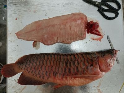 龍魚喂大魚肉好嗎：關于龍魚喂大魚肉是否合適，龍魚喂大魚肉是否合適