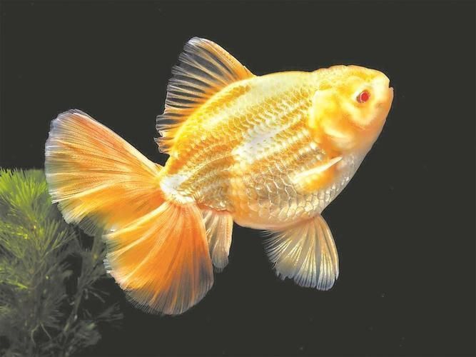賽級金魚圖片