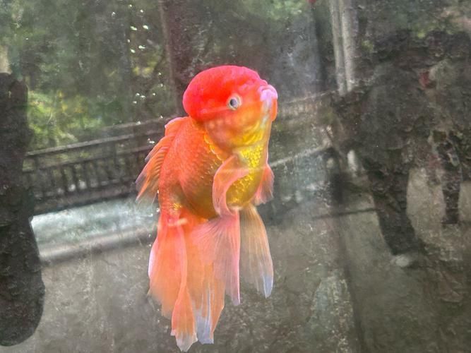 賽級金魚圖片