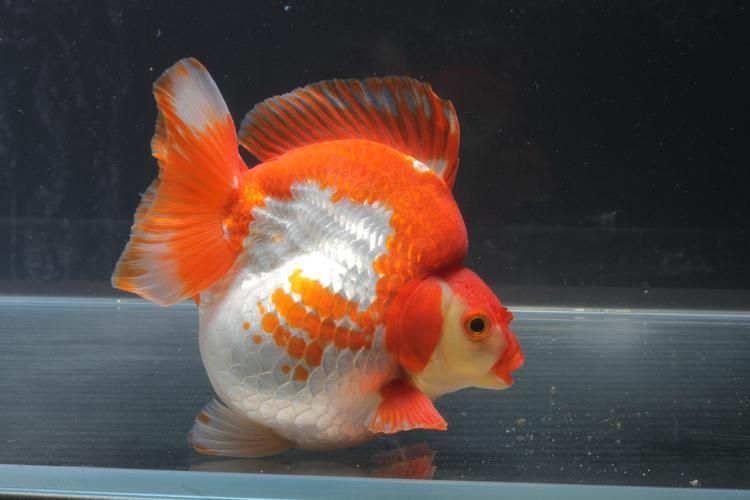 賽級金魚圖片