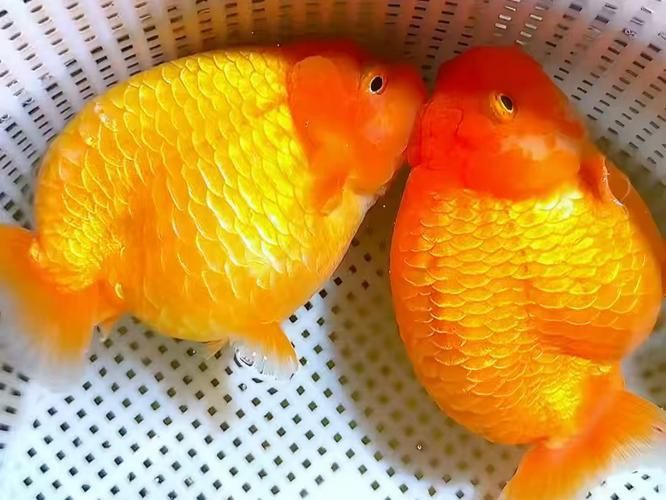 賽級金魚圖片