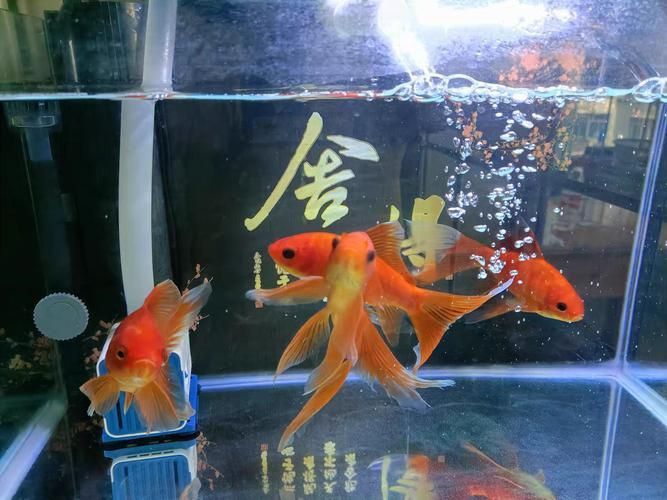 賽級金魚圖片