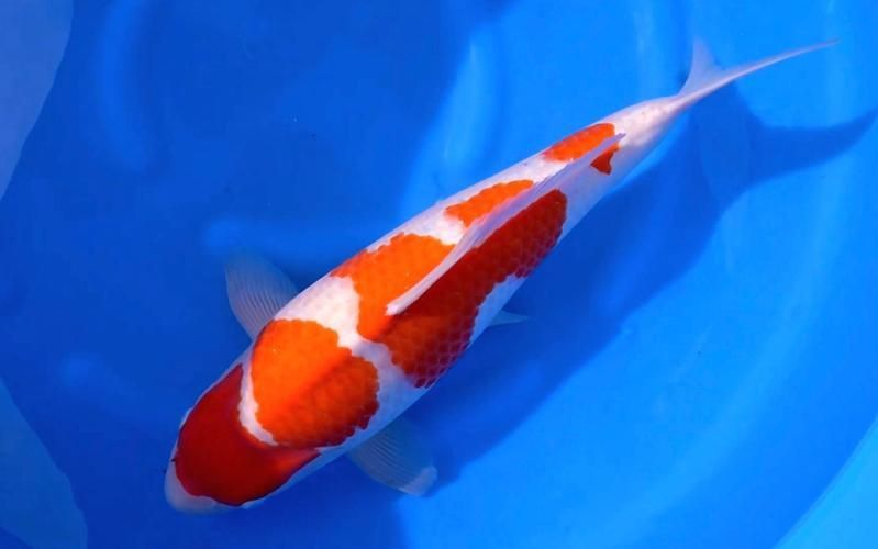 賽級金魚圖片