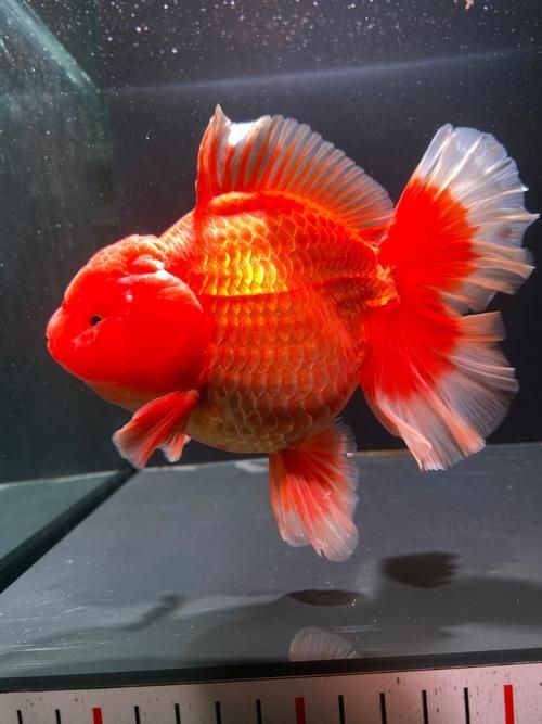 賽級金魚圖片
