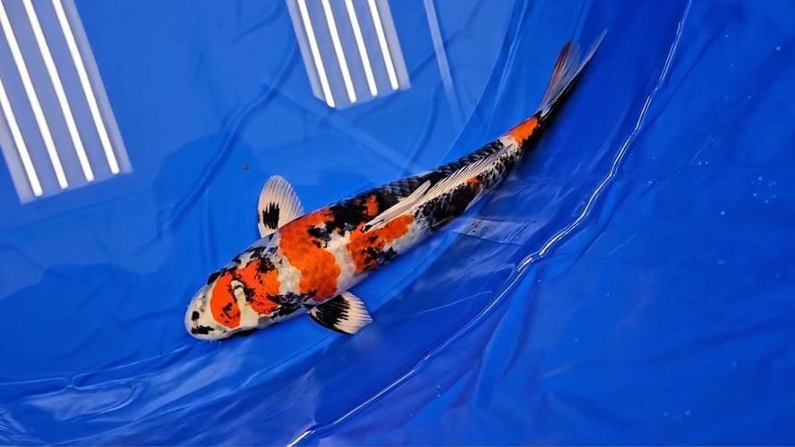 賽級金魚圖片