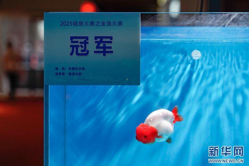 賽級金魚圖片