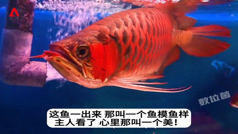 金龍魚眼睛白了咋辦啊 金龍魚眼睛白了咋辦啊 龍魚百科 第14張