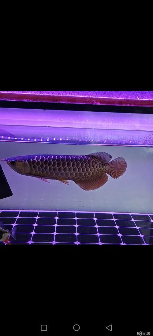 藍色過背金龍魚好養嗎圖片