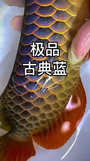藍色過背金龍魚好養嗎圖片