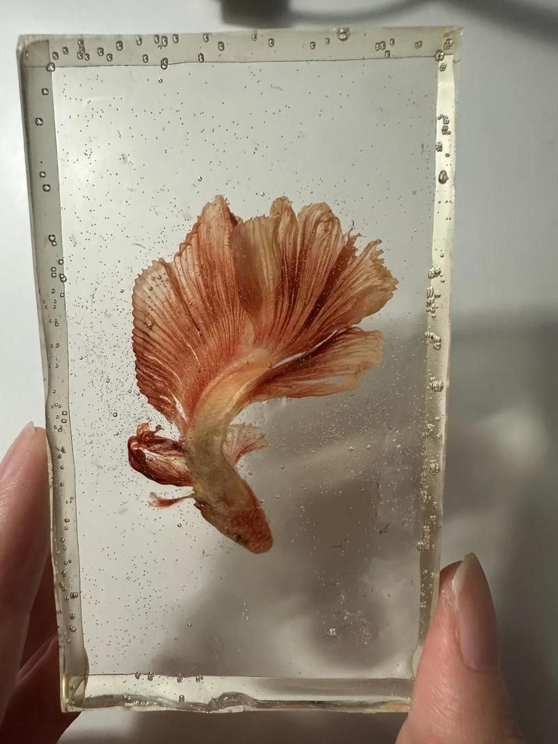 哪種龍魚標本制作方法最簡單？