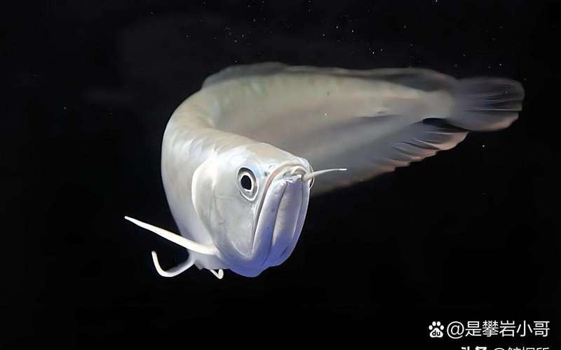 這些龍魚品種的價格是多少？
