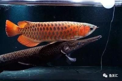 紅龍魚缸怎么配魚好看（紅龍魚和什么魚混養最好） 紅龍魚缸怎么配魚好看（紅龍魚和什么魚混養最好） 龍魚百科 第3張