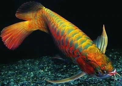 紅龍魚吃食有沒有饑飽的感覺：關于紅龍魚的食量控制 紅龍魚吃食有沒有饑飽的感覺：關于紅龍魚的食量控制 龍魚百科 第1張