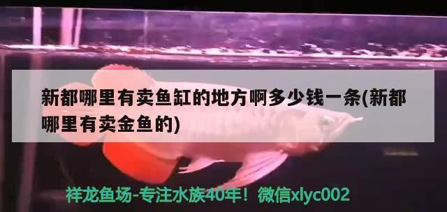 龍魚干蝦有營養嗎 新都哪里有賣魚缸的地方啊多少錢一條(新都哪里有賣金魚的) 龍魚百科 新都哪里有賣魚缸的地方啊多少錢一條(新都哪里有賣金魚的) 新都哪里有賣魚缸的地方啊多少錢一條(新都哪里有賣金魚的) 龍魚百科