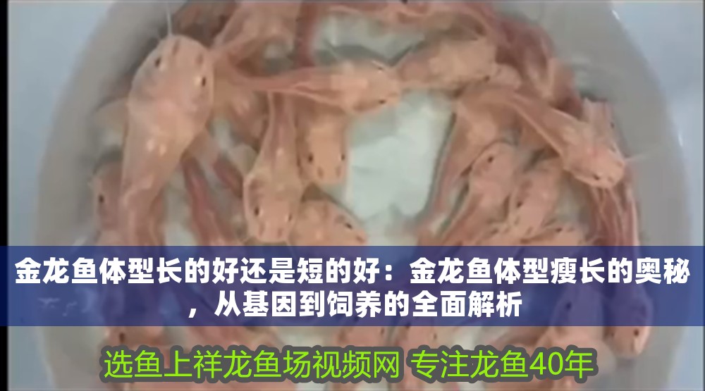 金龍魚(yú)體型長(zhǎng)的好還是短的好：金龍魚(yú)體型瘦長(zhǎng)的奧秘，從基因到飼養(yǎng)的全面解析