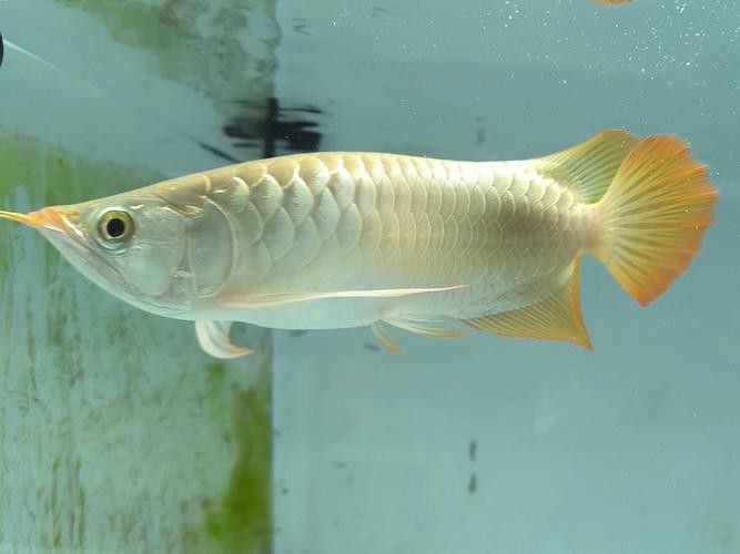 紅金龍魚價格258萬圖片大全及價格