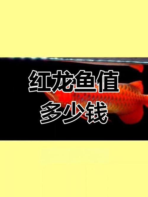 紅金龍魚價格258萬圖片大全及價格