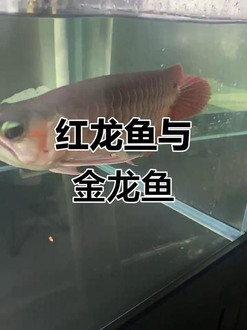 紅金龍魚價格258萬圖片大全及價格