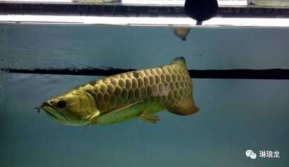 為什么龍魚老是不游動呢：為什么龍魚老是不游動呢？
