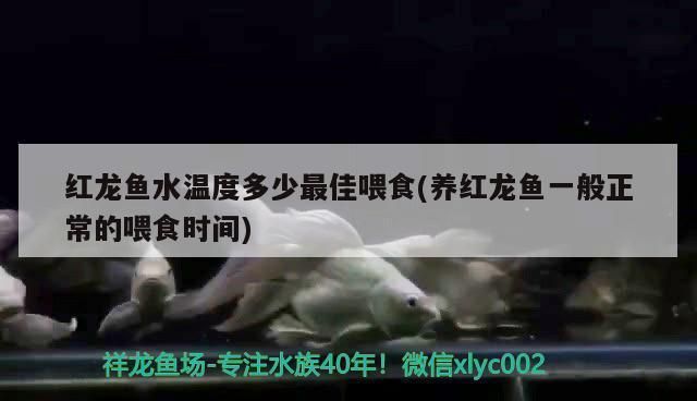 野彩魚最佳生長水溫：龍魚與七彩神仙魚的最佳生長水溫 野彩魚最佳生長水溫：龍魚與七彩神仙魚的最佳生長水溫 龍魚百科 第6張