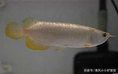 龍魚膽小不吃食物怎么辦：龍魚膽小不吃食物怎么辦，