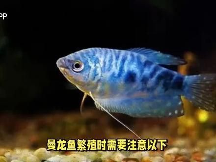 熱帶魚曼龍魚怎么養