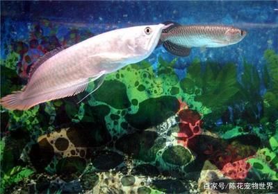 龍魚感覺煩躁不安 水質測了沒問題：龍魚感覺煩躁不安水質測了沒問題 龍魚感覺煩躁不安 水質測了沒問題：龍魚感覺煩躁不安水質測了沒問題 龍魚百科 第1張