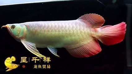 龍魚可以和招財(cái)魚一起養(yǎng)嗎：龍魚和招財(cái)魚可以一起養(yǎng)但需要考慮多種因素