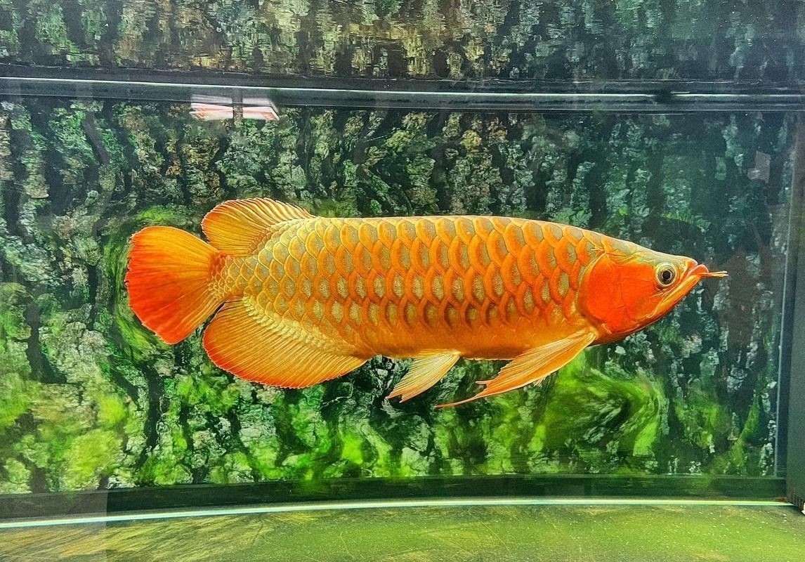 龍魚換魚缸背景 龍魚換魚缸背景 龍魚百科 第13張