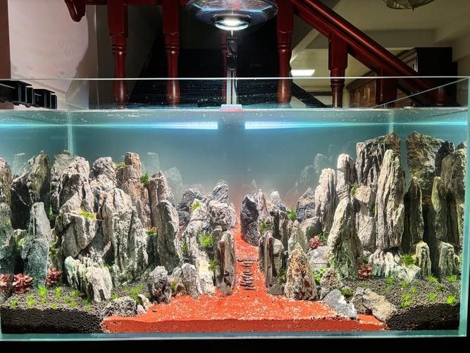 龍魚換魚缸背景 龍魚換魚缸背景 龍魚百科 第31張